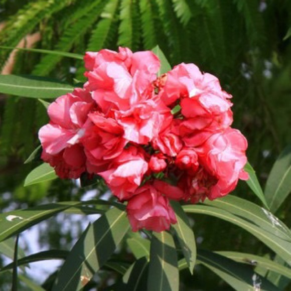 Meet your Posher, Jj C - Picture 1 of 1